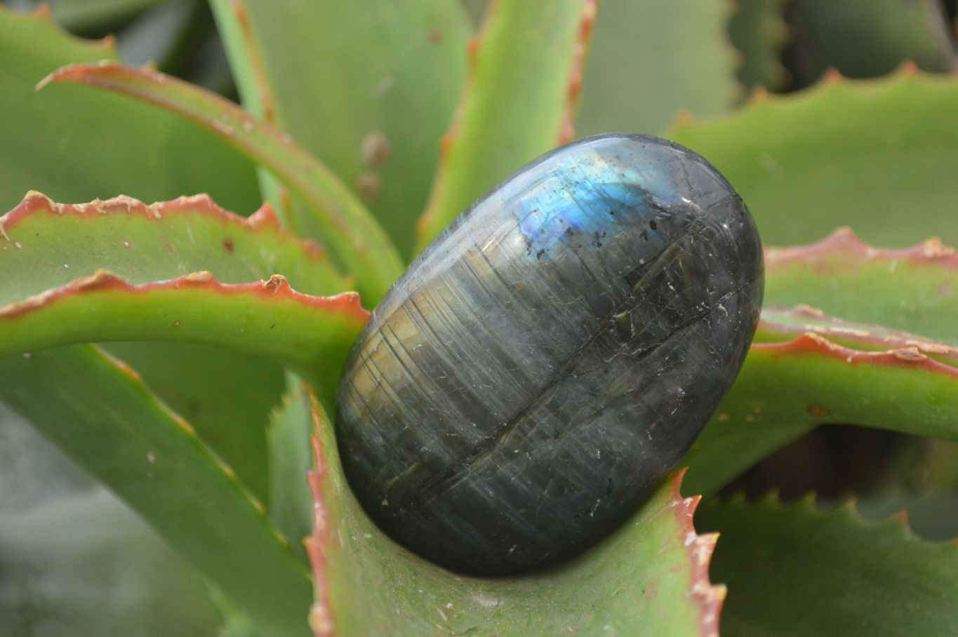 Polished Labradorite Galet / Palm Stones x 12 From Tulear, Madagascar - Toprock Gemstones and Minerals 