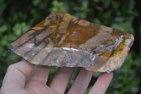 Polished On One Side Nguni Jasper Specimens x 2 From Prieska, South Africa - Toprock Gemstones and Minerals 