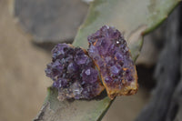 Natural Amethyst Clusters x 35 From Kwaggafontein, South Africa - Toprock Gemstones and Minerals 