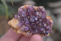 Natural Amethyst Clusters x 35 From Kwaggafontein, South Africa - Toprock Gemstones and Minerals 