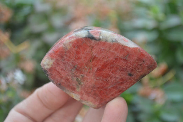 Polished Rhodonite Free Forms x 5 From Zimbabwe - Toprock Gemstones and Minerals 