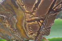 Polished On One Side Nguni Jasper Specimens x 2 From Prieska, South Africa - Toprock Gemstones and Minerals 