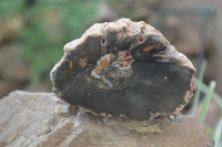Polished Petrified Wood Branch Pieces x 4 From Gokwe, Zimbabwe - Toprock Gemstones and Minerals 