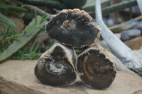 Polished Petrified Wood Branch Pieces x 4 From Gokwe, Zimbabwe - Toprock Gemstones and Minerals 