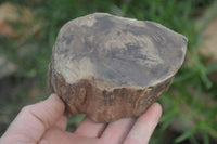 Polished Petrified Wood Branch Pieces x 4 From Gokwe, Zimbabwe - Toprock Gemstones and Minerals 