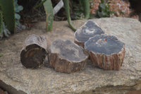 Polished Petrified Wood Branch Pieces x 4 From Gokwe, Zimbabwe - Toprock Gemstones and Minerals 