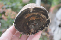 Polished Petrified Wood Branch Pieces x 4 From Gokwe, Zimbabwe - Toprock Gemstones and Minerals 
