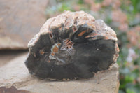 Polished Petrified Wood Branch Pieces x 4 From Gokwe, Zimbabwe - Toprock Gemstones and Minerals 