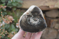 Polished Petrified Wood Branch Pieces x 4 From Gokwe, Zimbabwe - Toprock Gemstones and Minerals 