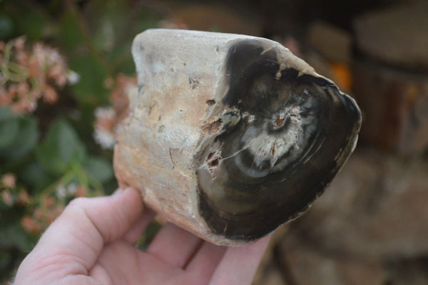 Polished Petrified Wood Branch Pieces x 4 From Gokwe, Zimbabwe - Toprock Gemstones and Minerals 