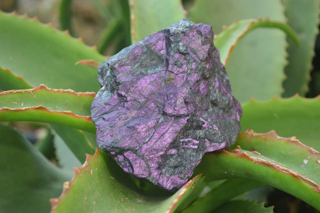 Natural Metallic Purpurite Cobbed Specimens x 6 From Namibia - Toprock Gemstones and Minerals 
