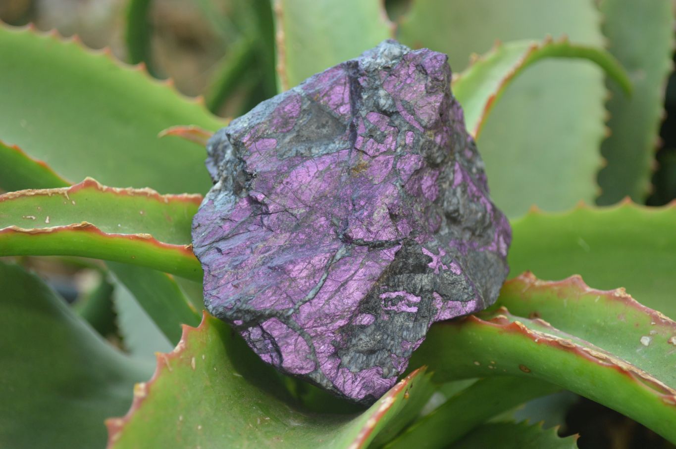 Natural Metallic Purpurite Cobbed Specimens x 6 From Namibia - Toprock Gemstones and Minerals 