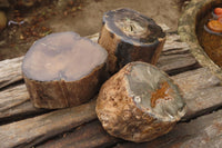 Polished Petrified Wood Branch Pieces x 3 From Gokwe, Zimbabwe - Toprock Gemstones and Minerals 