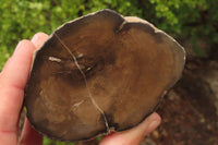 Polished Petrified Wood Branch Pieces x 3 From Gokwe, Zimbabwe - Toprock Gemstones and Minerals 