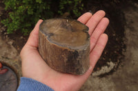 Polished Petrified Wood Branch Pieces x 3 From Gokwe, Zimbabwe - Toprock Gemstones and Minerals 