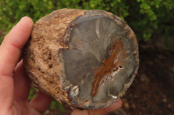 Polished Petrified Wood Branch Pieces x 3 From Gokwe, Zimbabwe - Toprock Gemstones and Minerals 