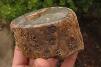 Polished Petrified Wood Branch Pieces x 3 From Gokwe, Zimbabwe - Toprock Gemstones and Minerals 