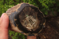 Polished Petrified Wood Branch Pieces x 3 From Gokwe, Zimbabwe - Toprock Gemstones and Minerals 