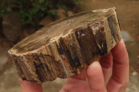 Polished Petrified Wood Branch Pieces x 2 From Gokwe, Zimbabwe - Toprock Gemstones and Minerals 