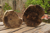 Polished Petrified Wood Branch Pieces x 2 From Gokwe, Zimbabwe - Toprock Gemstones and Minerals 