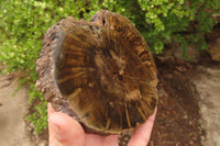 Polished Petrified Wood Branch Pieces x 2 From Gokwe, Zimbabwe - Toprock Gemstones and Minerals 