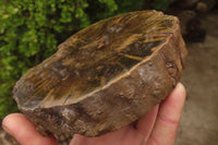 Polished Petrified Wood Branch Pieces x 2 From Gokwe, Zimbabwe - Toprock Gemstones and Minerals 