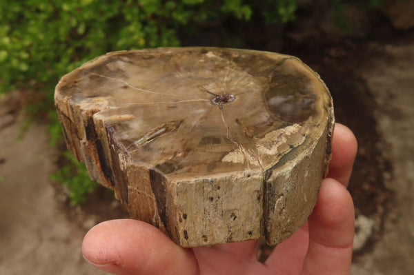 Polished Petrified Wood Branch Pieces x 2 From Gokwe, Zimbabwe - Toprock Gemstones and Minerals 