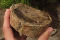 Polished Petrified Wood Branch Pieces x 2 From Gokwe, Zimbabwe - Toprock Gemstones and Minerals 