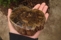 Polished Petrified Wood Branch Pieces x 2 From Gokwe, Zimbabwe - Toprock Gemstones and Minerals 