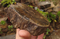 Polished Petrified Wood Branch Pieces x 2 From Gokwe, Zimbabwe - Toprock Gemstones and Minerals 