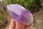 Polished Jacaranda Amethyst Single Crystals x 12 From Zambia - Toprock Gemstones and Minerals 