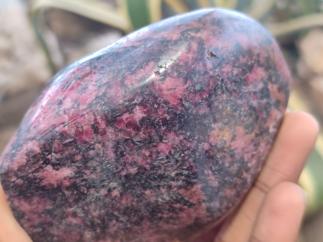 Polished Rhodonite Free Forms x 8 From Zimbabwe - Toprock Gemstones and Minerals 