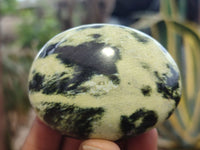 Polished Leopard Stone Galet / Palm Stones x 12 From Zimbabwe - Toprock Gemstones and Minerals 