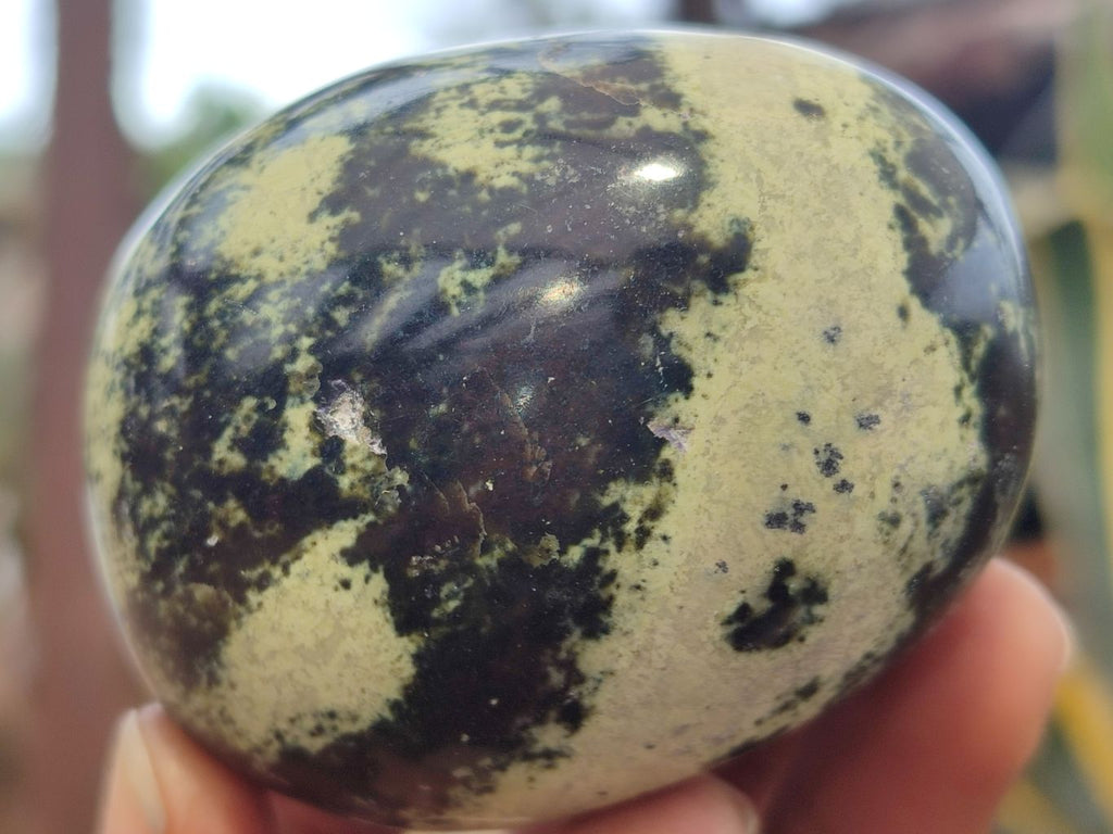 Polished Leopard Stone Galet / Palm Stones x 12 From Zimbabwe - Toprock Gemstones and Minerals 
