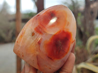 Polished Carnelian Standing Free Forms x 5 From Madagascar - Toprock Gemstones and Minerals 