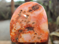 Polished Carnelian Standing Free Forms x 5 From Madagascar - Toprock Gemstones and Minerals 
