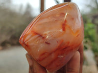 Polished Carnelian Standing Free Forms x 5 From Madagascar - Toprock Gemstones and Minerals 