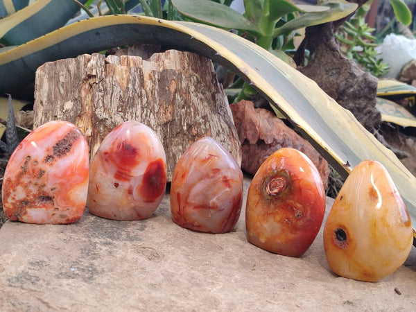 Polished Carnelian Standing Free Forms x 5 From Madagascar - Toprock Gemstones and Minerals 