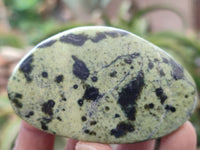 Polished Leopard Stone Galet / Palm Stones x 12 From Zimbabwe - Toprock Gemstones and Minerals 