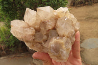 Natural Classic Cascading Smokey Phantom Quartz Clusters x 2 From Luena, Congo - Toprock Gemstones and Minerals 