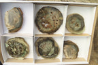 Polished Petrified Wood Slices x 6 From Gokwe, Zimbabwe - Toprock Gemstones and Minerals 