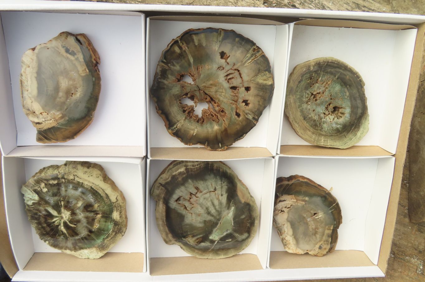 Polished Petrified Wood Slices x 6 From Gokwe, Zimbabwe - Toprock Gemstones and Minerals 
