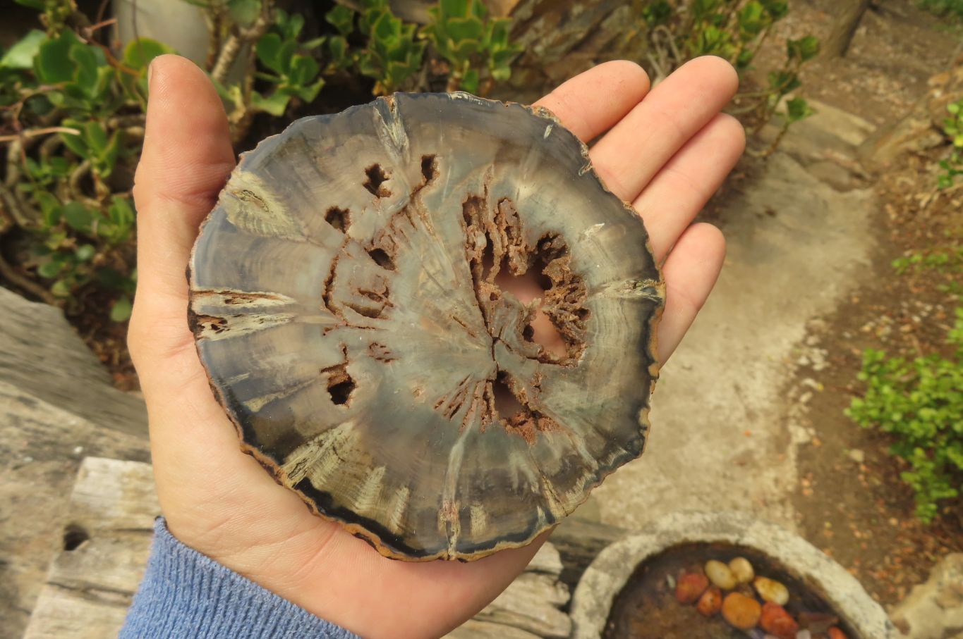 Polished Petrified Wood Slices x 6 From Gokwe, Zimbabwe - Toprock Gemstones and Minerals 