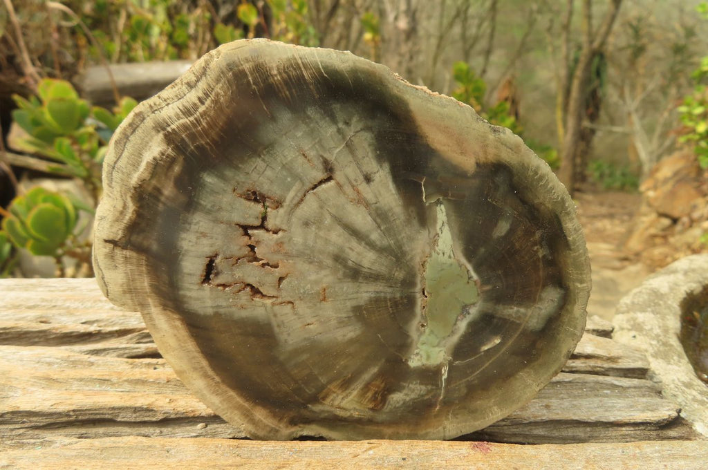 Polished Petrified Wood Slices x 6 From Gokwe, Zimbabwe - Toprock Gemstones and Minerals 