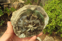 Polished Petrified Wood Slices x 6 From Gokwe, Zimbabwe