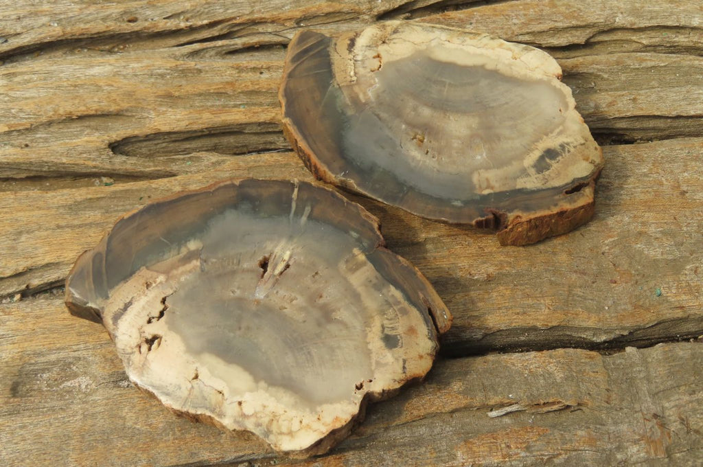 Polished Petrified Wood Slices x 6 From Gokwe, Zimbabwe - Toprock Gemstones and Minerals 