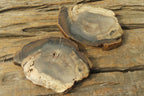 Polished Petrified Wood Slices x 6 From Gokwe, Zimbabwe - Toprock Gemstones and Minerals 