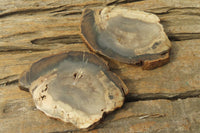 Polished Petrified Wood Slices x 6 From Gokwe, Zimbabwe