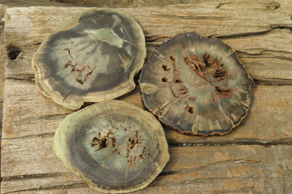 Polished Petrified Wood Slices x 6 From Gokwe, Zimbabwe - Toprock Gemstones and Minerals 