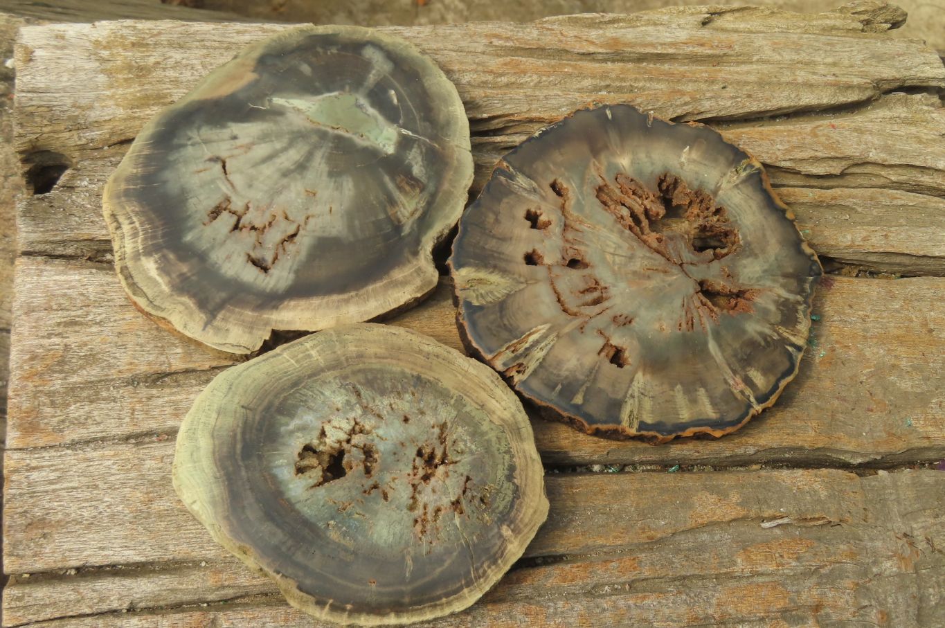 Polished Petrified Wood Slices x 6 From Gokwe, Zimbabwe - Toprock Gemstones and Minerals 